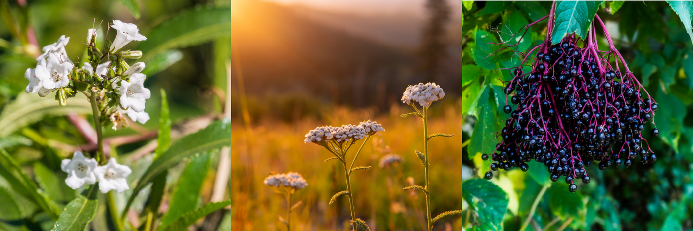 Essential Herbals- 25% Off Promotion Extended!