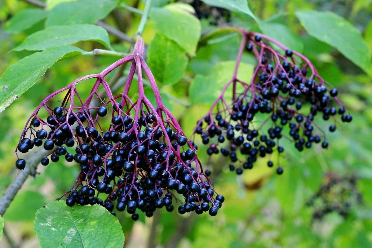On Sale: Bronchial Blend, Elderberry, and Usnea