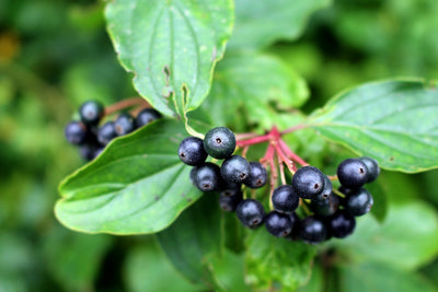 20% off of Our Immune-Boosting Elderberry Tincture