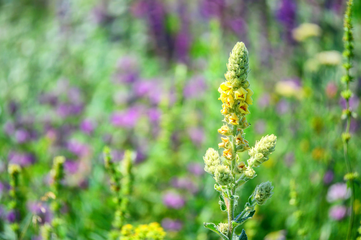 Breathe in the New Year: Save 20% on our Bronchial Blend Tincture
