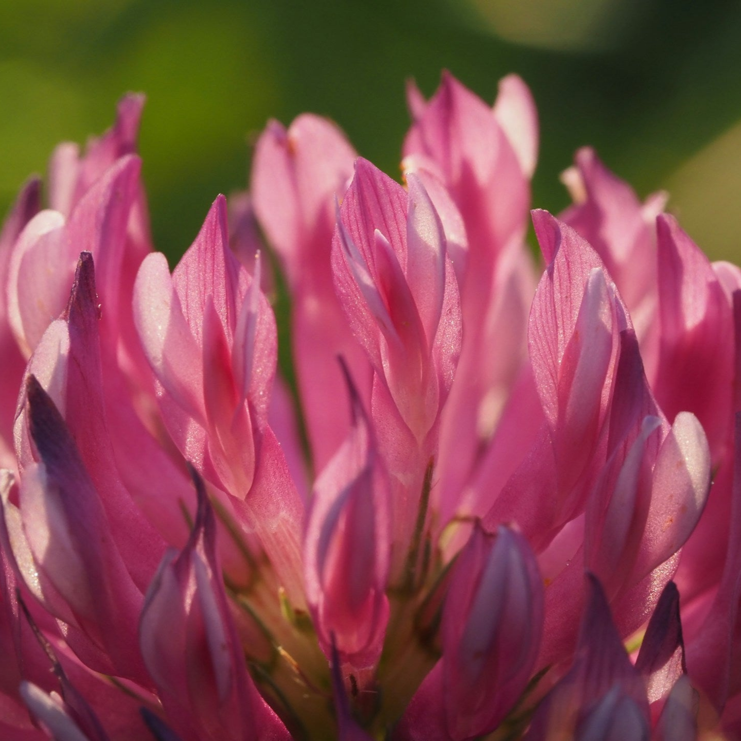 closeup of red clover one ingredient in Nicole's Apothecary Menopause Blend