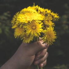 hand holding bunch of dandelion flowers one of the key Liver Blend ingredients